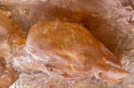 GAL MACLEAN MITCHELL